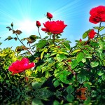 Red Roses from my Fathers Garden