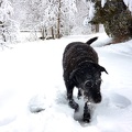 Molly the Snow Dog
