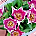 Tulips Display for Mothers Day.jpg