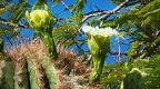 Lake Havasu State Beach Campground Cactus Blossoms Again