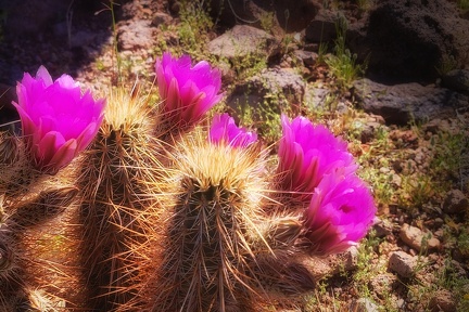 Wind Cave Trail Cactus Bloom